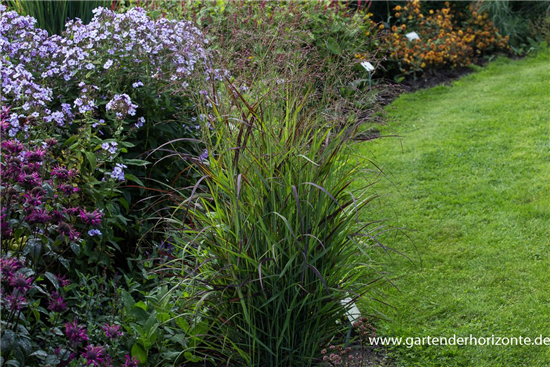 Garten-Ruten-Hirse Garten-Ruten-Hirse