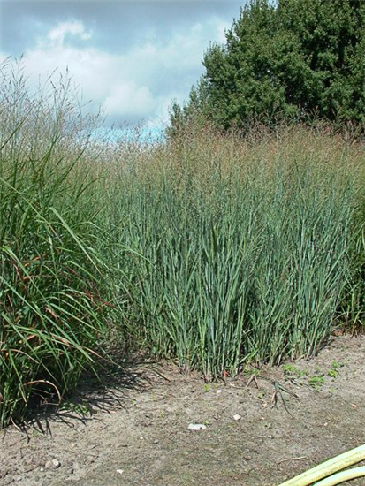 Garten-Ruten-Hirse 'Heavy Metal' Garten-Ruten-Hirse 'Heavy Metal'