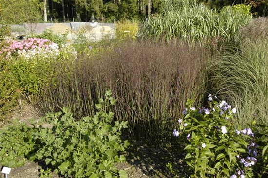 Garten-Ruten-Hirse 'Heiliger Hain' Garten-Ruten-Hirse 'Heiliger Hain'