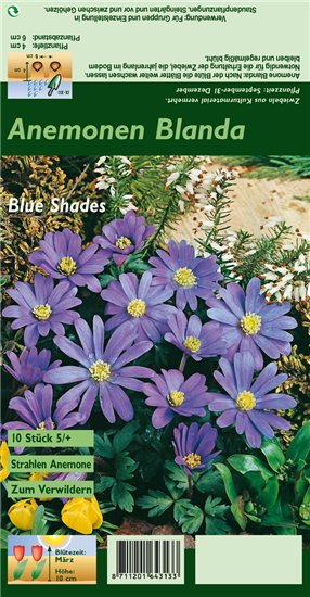 Garten-Strahlen-Windröschen 'Blue Shades'