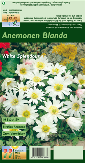 Garten-Strahlen-Windröschen 'White Splendour'