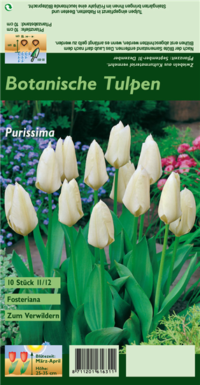 Garten-Tulpe 'Purissima'