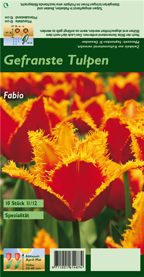 Gefranste Tulpe 'Fabio'