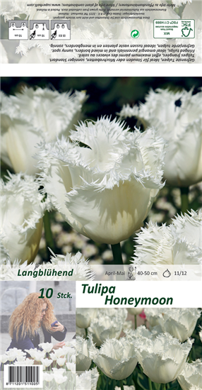 Gefranste Tulpe 'Honeymoon'