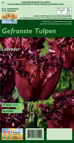 Gefranste Tulpe 'Labrador'