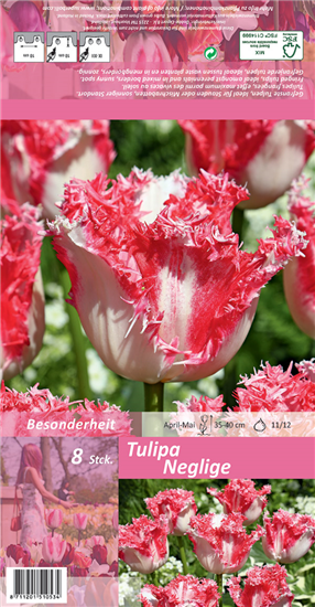 Gefranste Tulpe 'Neglige'