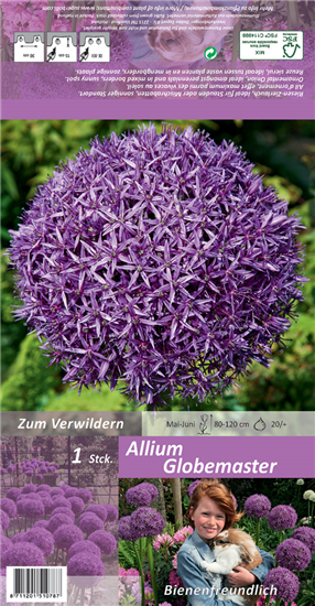 Garten-Zierlauch 'Globemaster'