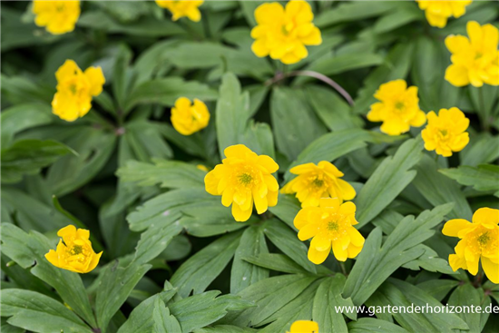 Gelbblühendes Windröschen