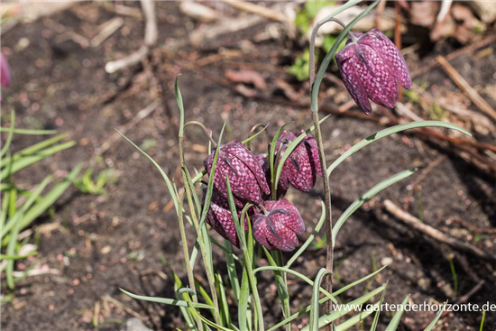 Gewöhnliche Schachblume