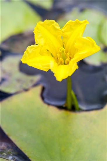 Gewöhnliche Seekanne