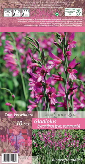 Gewöhnliche Siegwurz