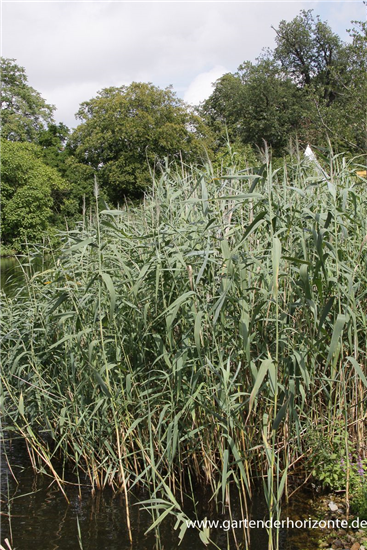 Gewöhnliches Schilf