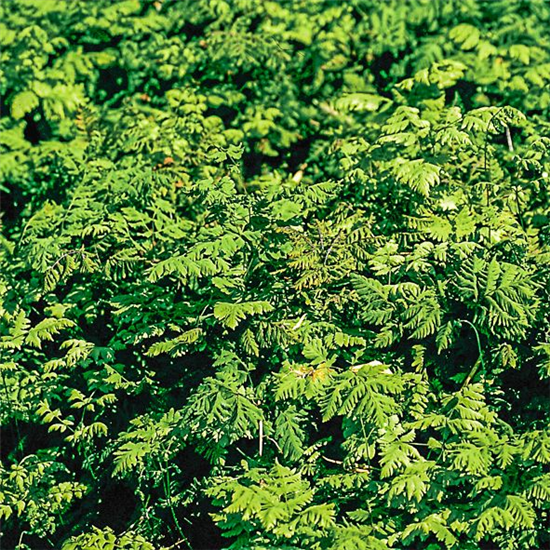Gymnocarpium dryopteris 'Plumosum'