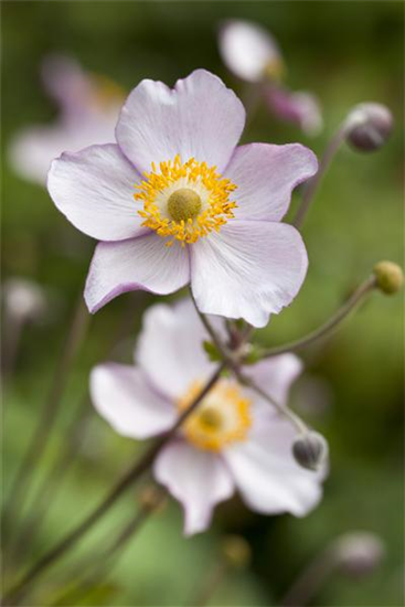 Herbst-Anemone