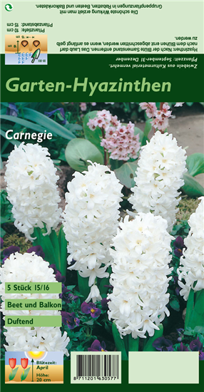 Hyazinthe 'Carnegie'