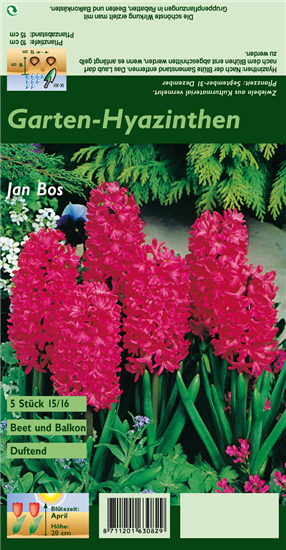 Hyazinthe 'Jan Bos'