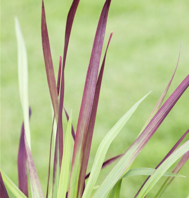 Imperata cylindrica var.koenig.'Red Baron'