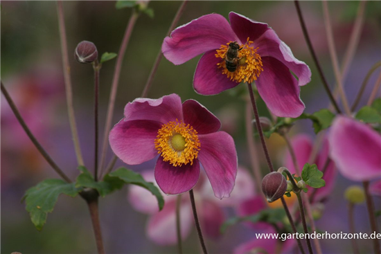 Japan-Herbst-Anemone 'Splendens'
