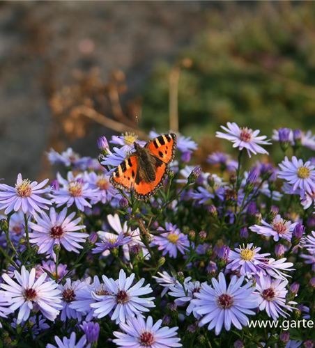 Kissen-Aster Kissen-Aster