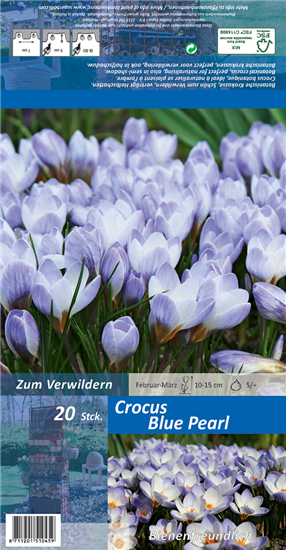 Kleiner Garten-Krokus 'Blue Pearl'