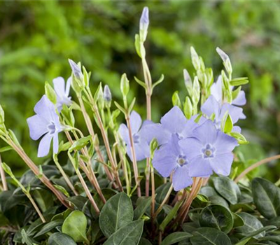 Vinca minor
