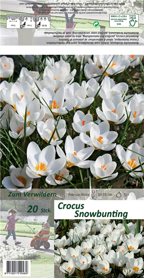 Kleiner Garten-Krokus 'Snow Bunting'