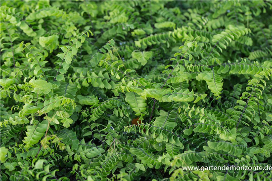 Kleiner Garten-Pfauenradfarn 'Imbricatum'