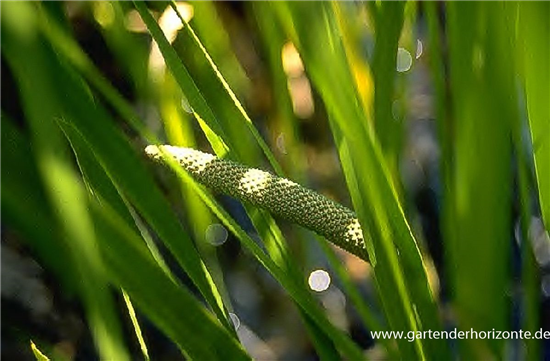 Kolbenblütiger Kalmus Kolbenblütiger Kalmus