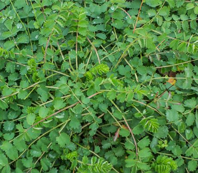 Kleiner Wiesenknopf Kleiner Wiesenknopf