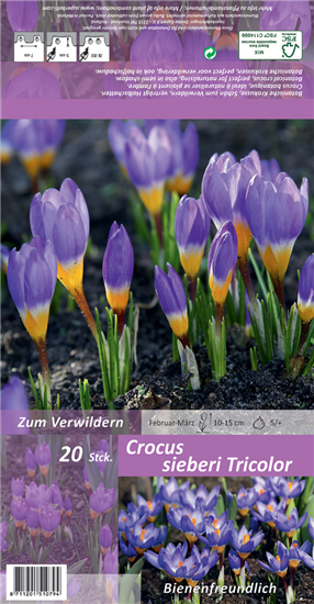Krokus 'Tricolor'