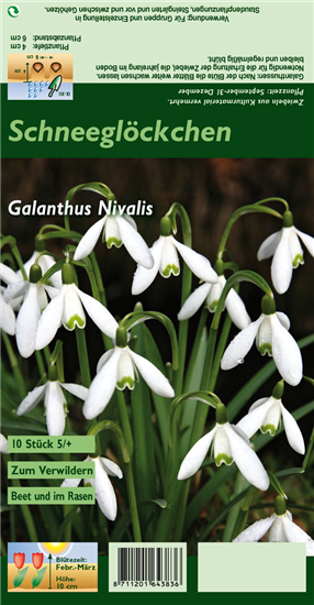 Kleines Schneeglöckchen