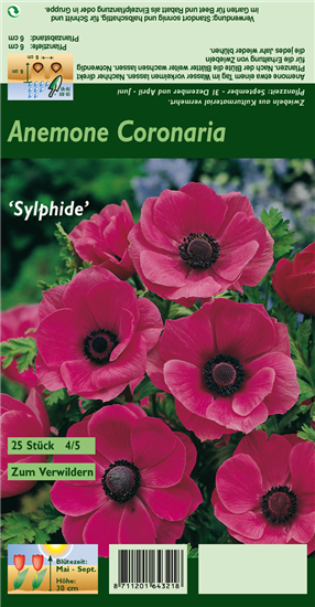 Kronen-Anemone 'Sylphide'
