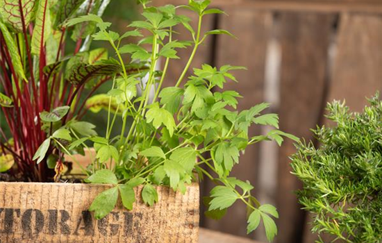 Mit Urban Gardening vom Balkon zur Kräuter-Oase