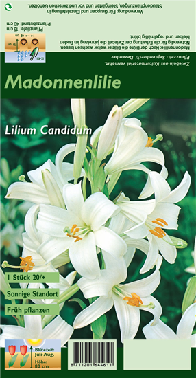 Madonnen-Lilie