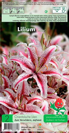Orientalische Lilie 'Dizzy'
