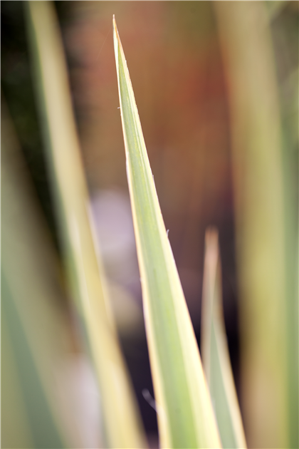 Palmlilie 'Bright Edge'