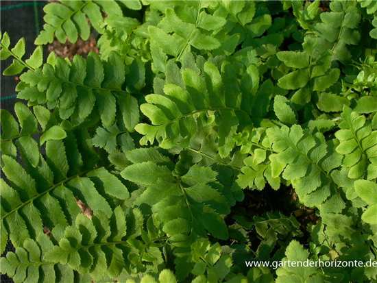 Polystichum acrostichoides