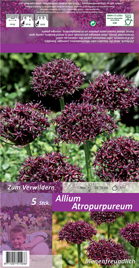 Purpurblütiger Lauch