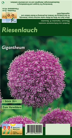 Riesenlauch