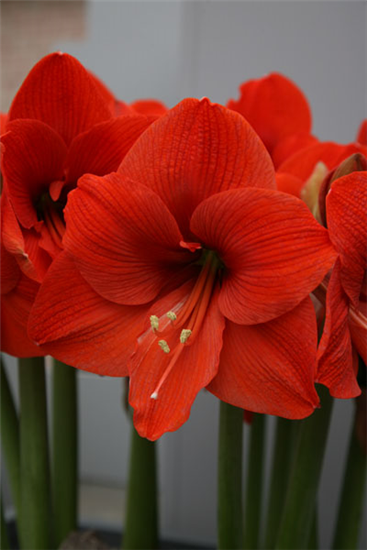 Ritterstern 'Orange Souvereign'