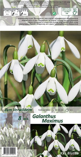 Schneeglöckchen 'Maximus'