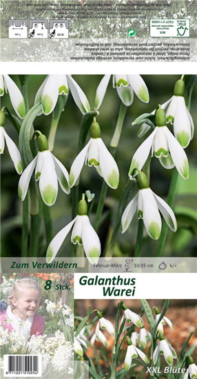 Schneeglöckchen 'Warei'