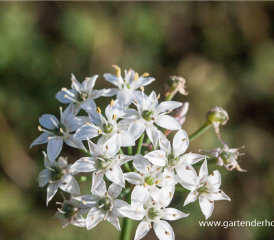 Schnittknoblauch Schnittknoblauch