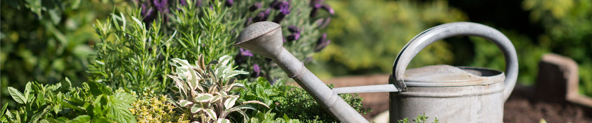 Stimmungsbild Kräuter_88327_da_blueh_ich_auf_SAGAFLOR_AG_original_unbekannt.jpg