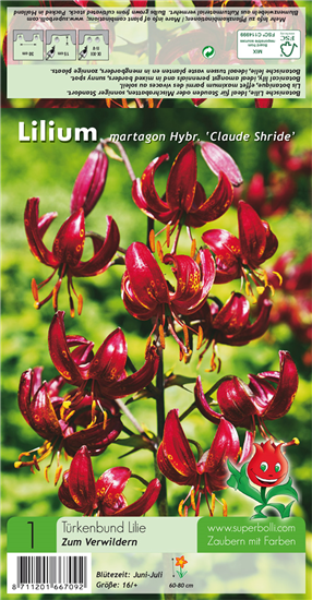 Türkenbund-Lilie 'Claude Shride'
