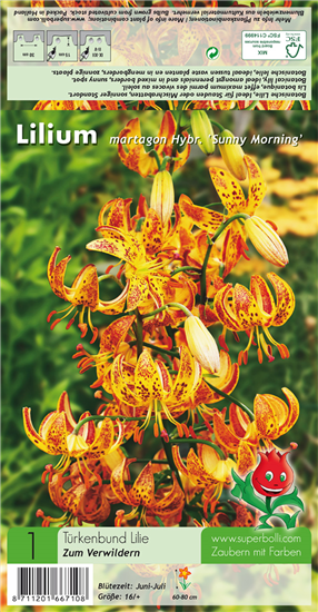 Türkenbund-Lilie 'Sunny Morning'