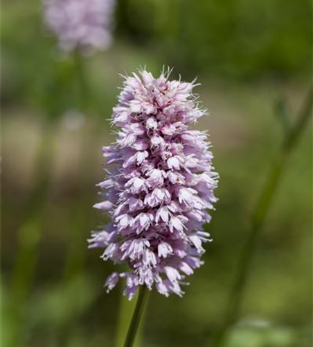 Wasser-Knöterich Wasser-Knöterich