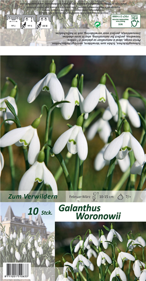 Woronow-Schneeglöckchen
