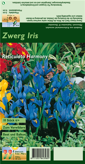 Zwerg-Iris 'Harmony'