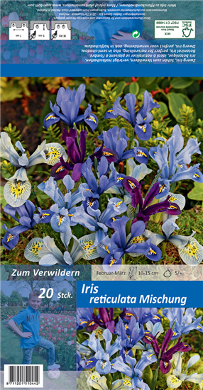 Zwiebel-Schwertlilie